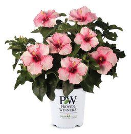 PWHollywoodHibiscusTalkoftheTown10-81015724301.jpg