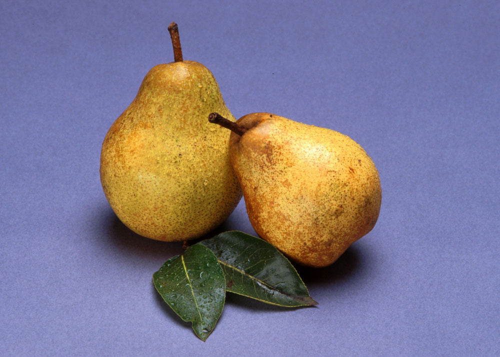 PYRUS_BARTLETT.jpg
