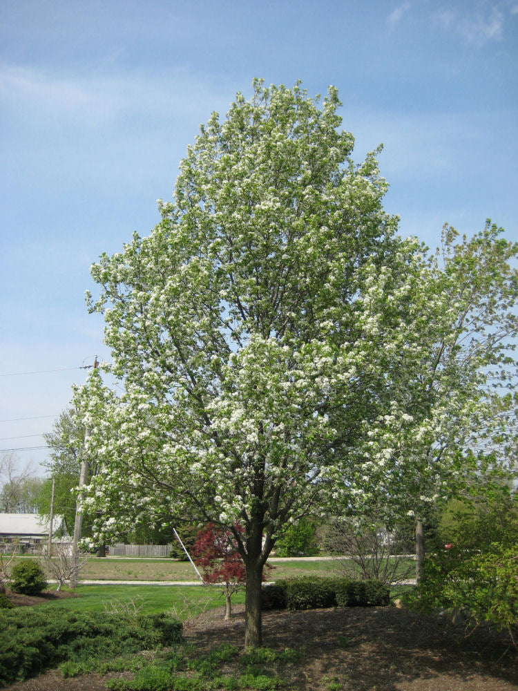 PYRUS CHANTICLEER LANDSCAPE D.jpg