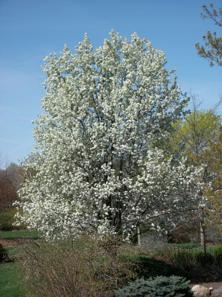 PYRUS REDSPIRE.jpg