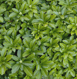 Pachysandra terminalis.jpg
