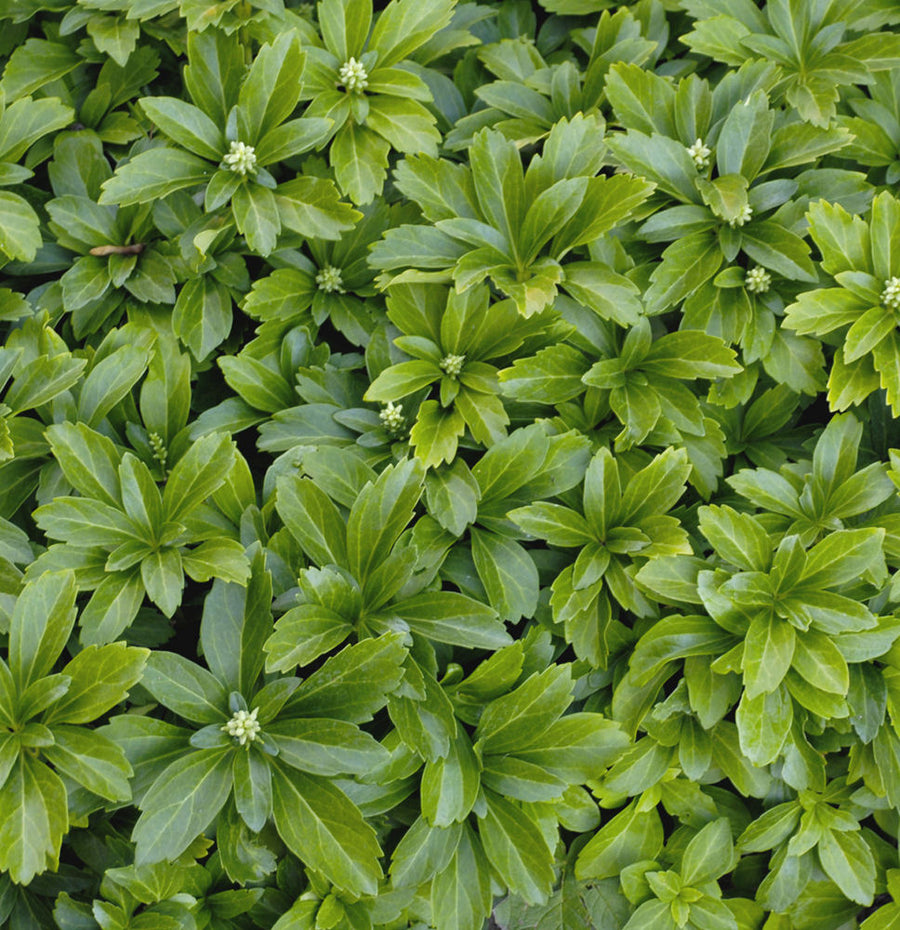 Pachysandra terminalis.jpg