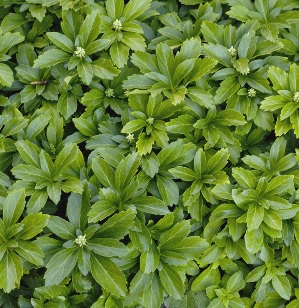 Pachysandra terminalis.jpg