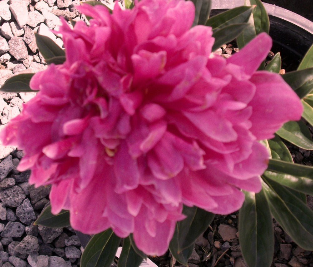 Paeonia Kansas.jpg