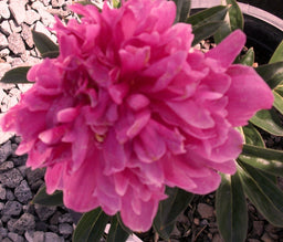 Paeonia Kansas.jpg