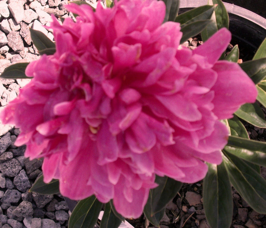 Paeonia Kansas.jpg