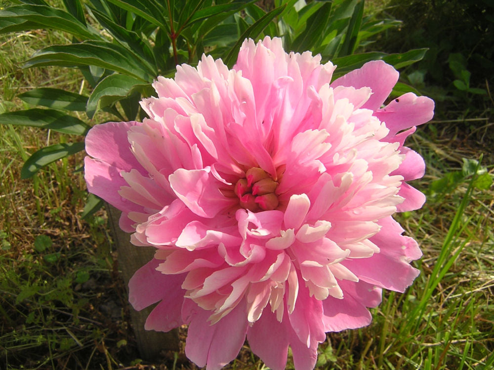 Paeonia_Sarah_Bernhardt.JPG