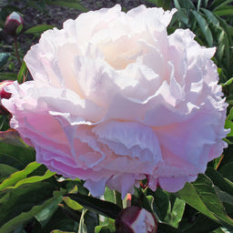 Paeonia Shirley Temple.JPG