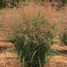 Panicum-v.-Dream-Catcher-Smoky-Rose__01707.jpg