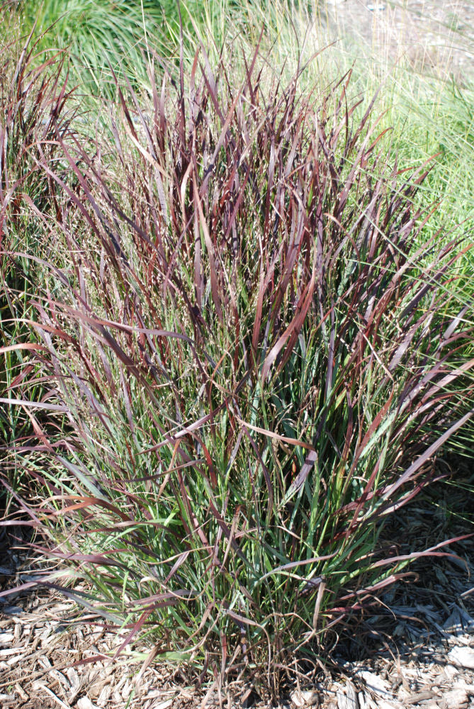 Panicum_virgatum_'Shenandoah'.JPG