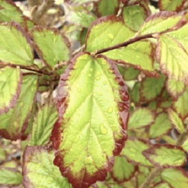 Parrotia_Persian_Spire[1].jpg