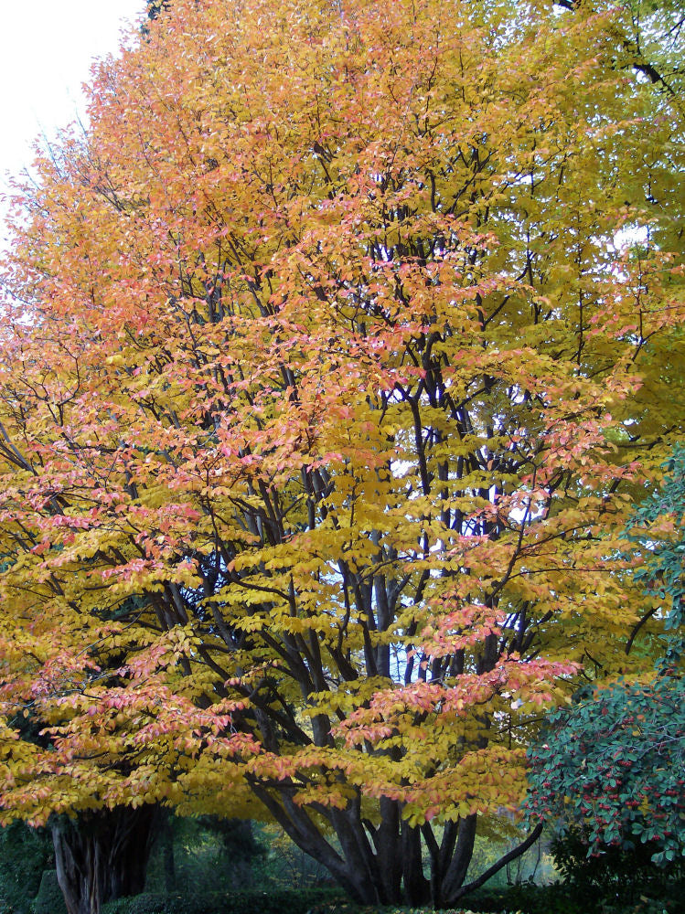 Parrotia_persica.jpg