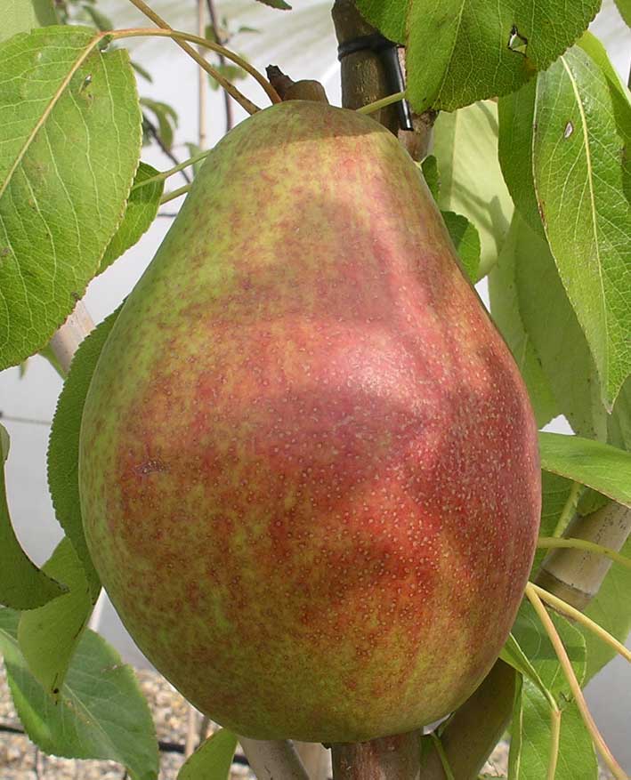 Pear-Clapps-Favourite.jpg