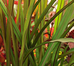 Pennisetum%20rubrum[1].jpg