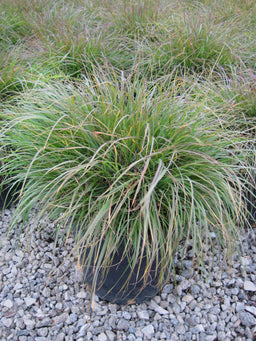 Pennisetum Hameln.jpg
