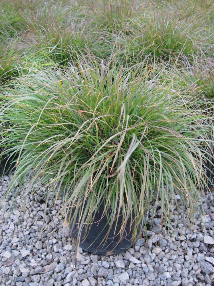Pennisetum Hameln.jpg