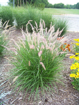 Pennisetum_orientale_Karley_Rose.JPG