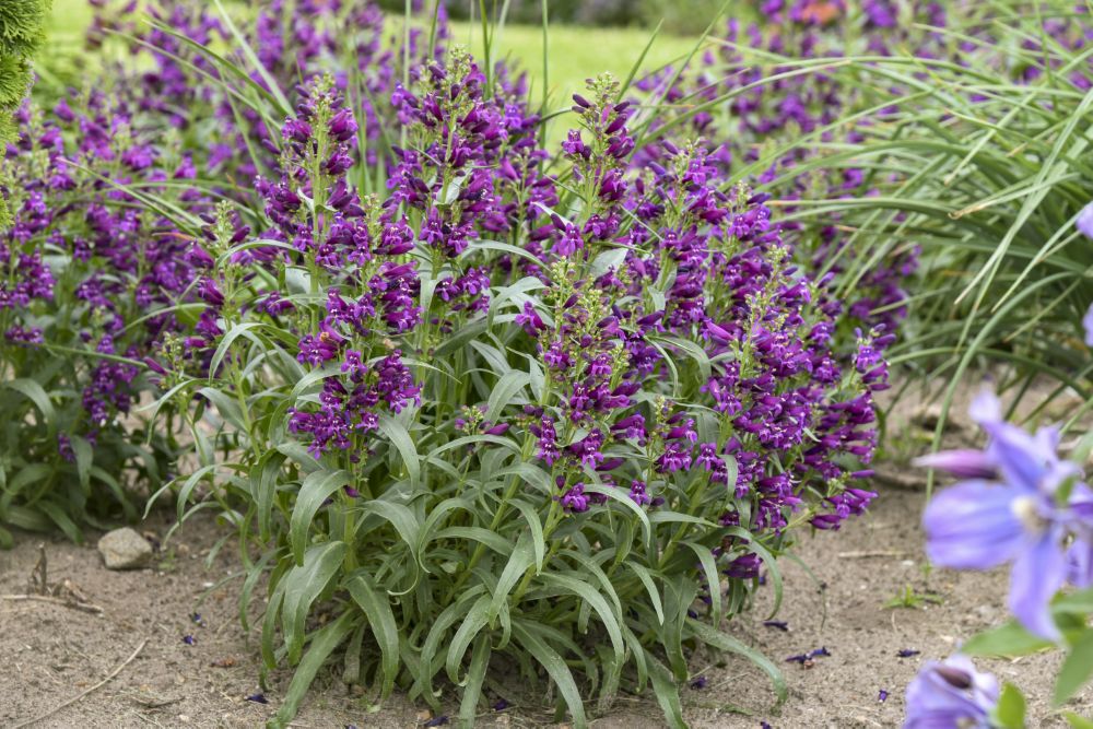 Penstemon Dark Amethyst_APJ22 (5).jpg