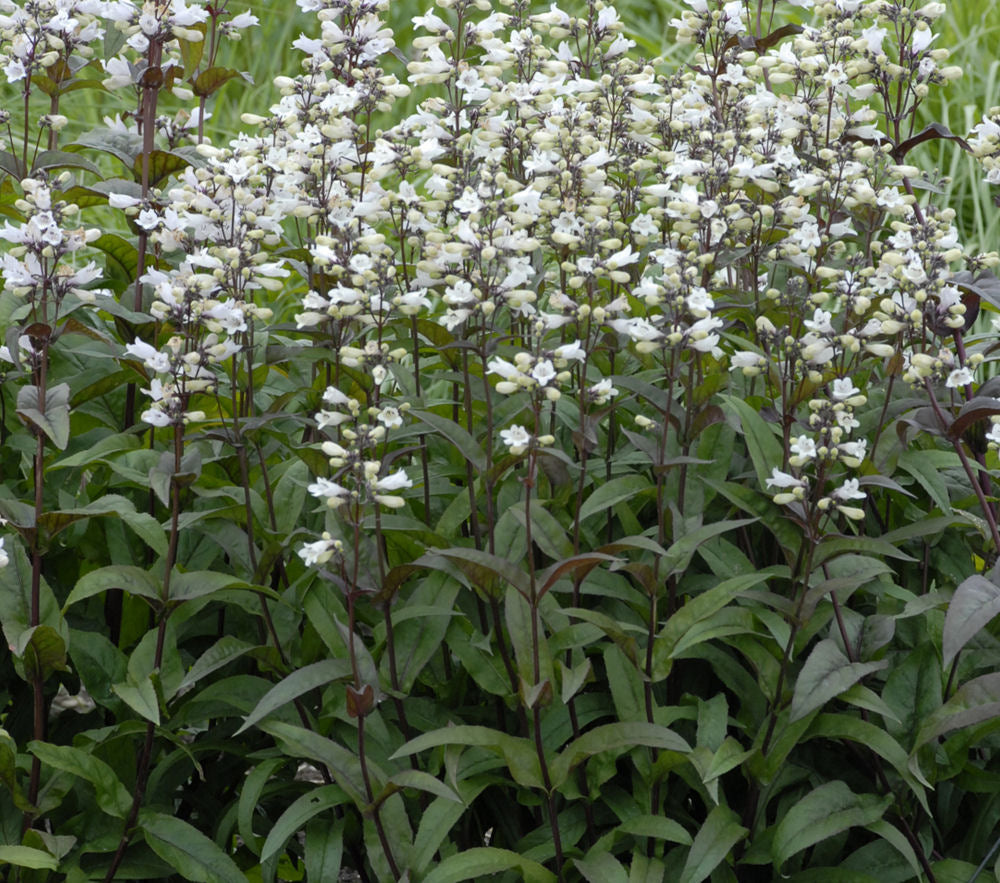 Penstemon Husker Red.jpg
