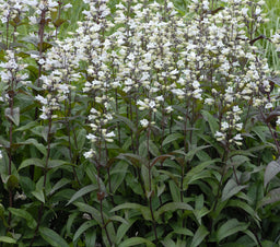 Penstemon Husker Red.jpg