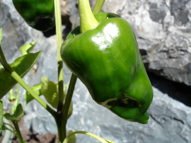 Pepper%20Poblano[1].jpg