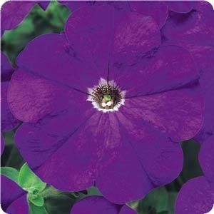 Petunia%20Bravo%20Blue[1].jpg