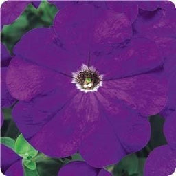 Petunia%20Bravo%20Blue[1].jpg