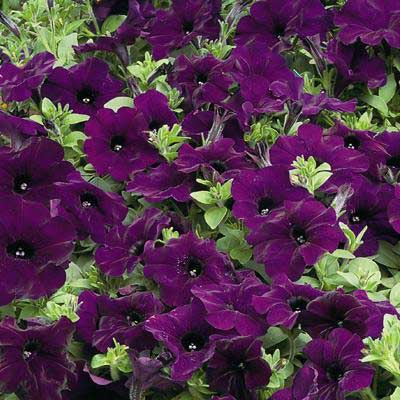 Petunia%20Ramblin%20Nu%20Blue[1].jpg
