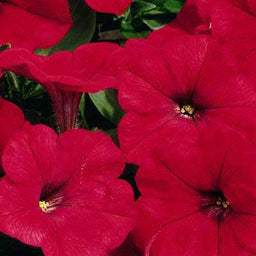 Petunia%20Ramblin%20Red[1].jpg