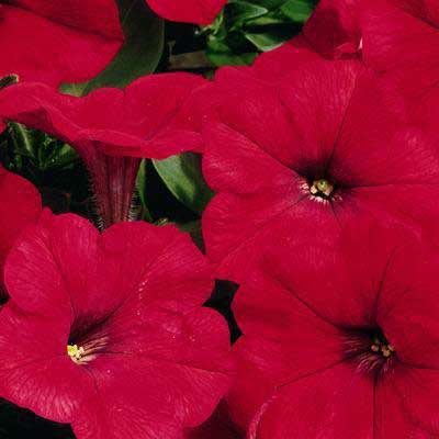 Petunia%20Ramblin%20Red[1].jpg