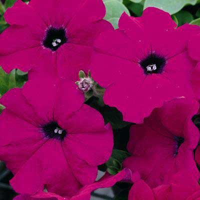 Petunia%20Ramblin%20Violet[1].jpg