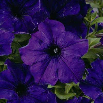 Petunia%20Sanguna%20Blue[1].jpg