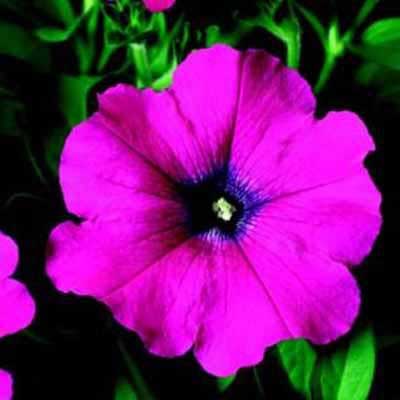 Petunia%20Sanguna%20Lipstick[1].jpg