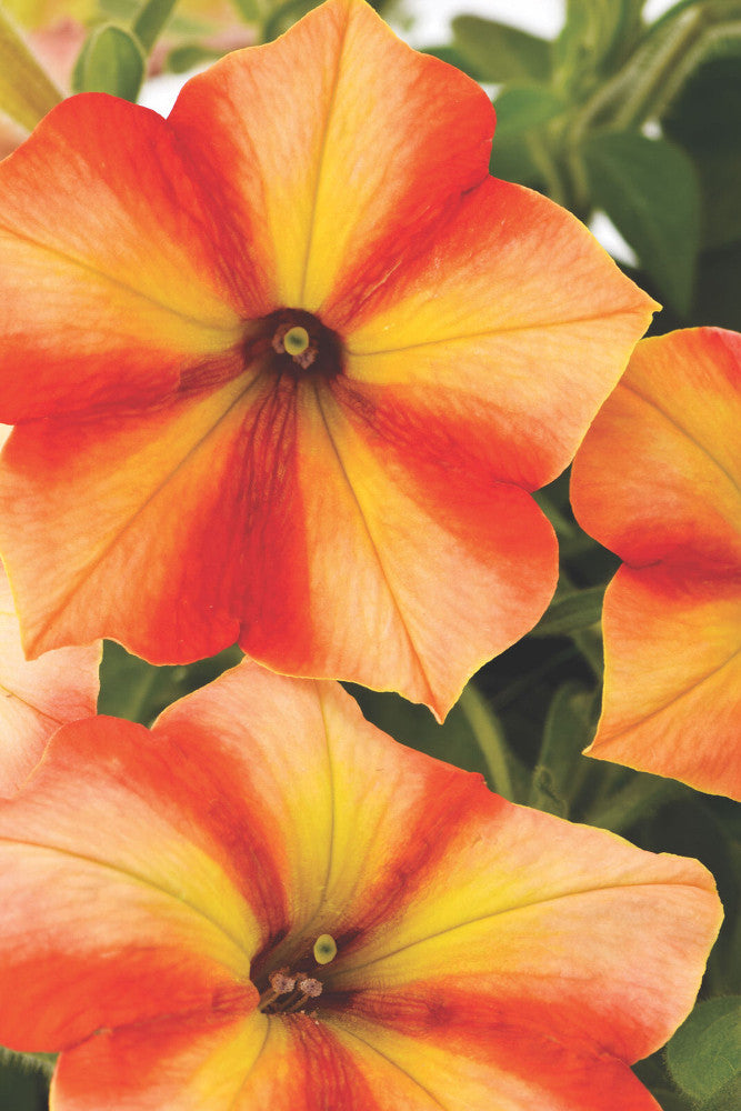 Petunia_Crazytunia_Citrus_Twist_small.jpg