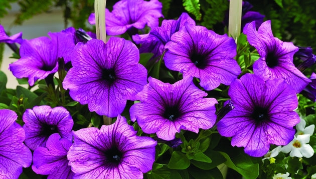 Petunia_Ramblin%20Sugar%20Plum[1].jpg