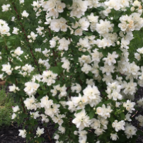Philadelphus Pearls of Perfume Plantipp2.png