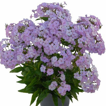Phlox_Opening_Act_Blush[1].jpg
