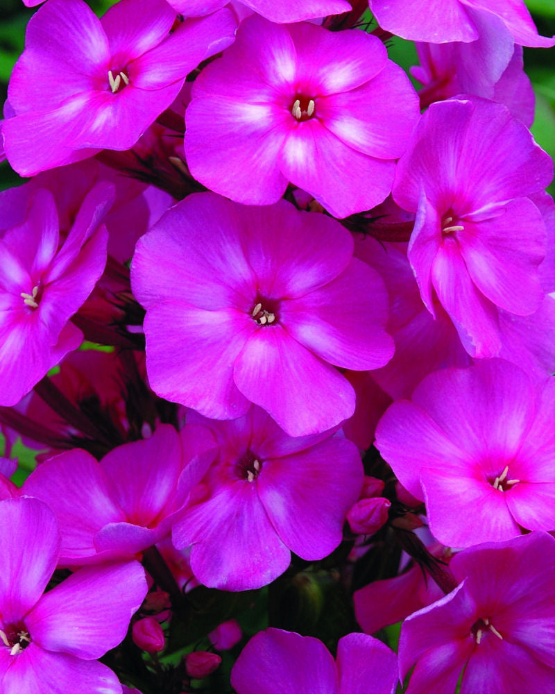 Phlox_paniculata_Bubblegum Pink.jpg