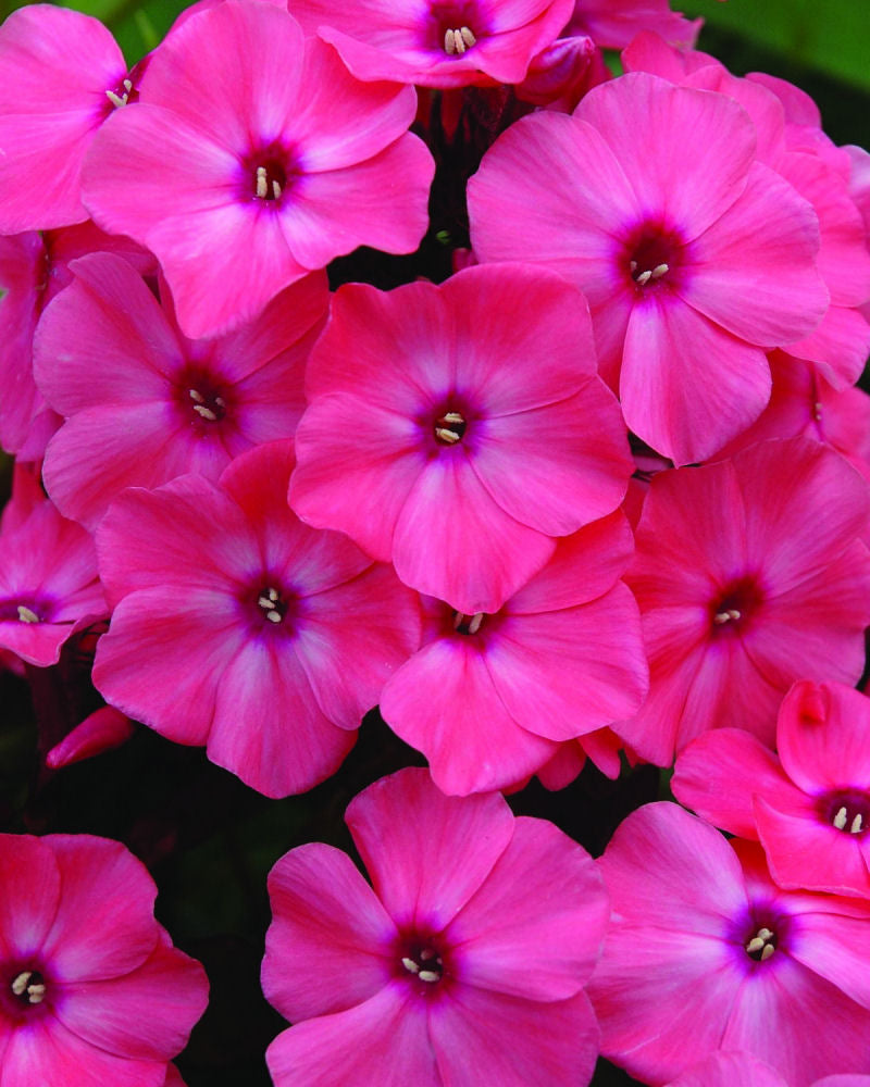 Phlox_paniculata_Coral Creme.jpg