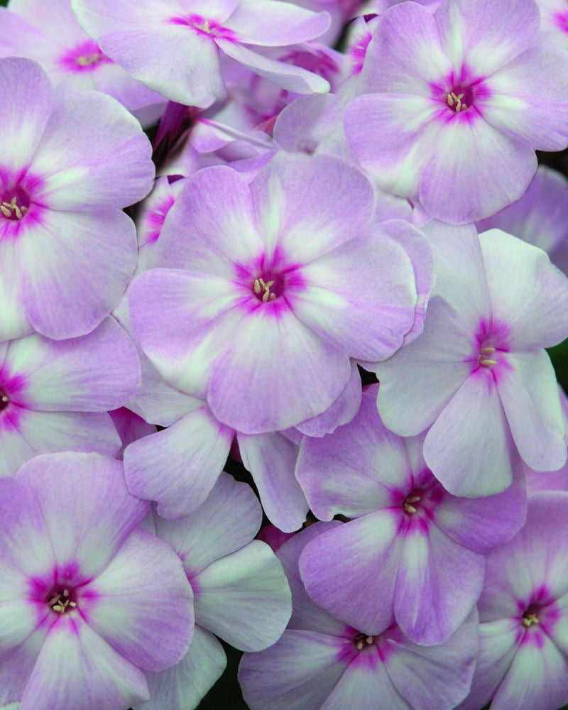 Phlox_paniculata_Cotton Candy.jpg