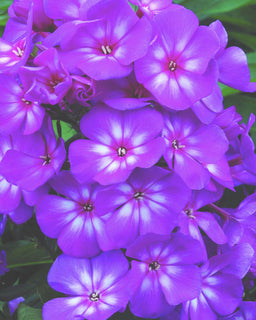 Phlox_paniculata_Grape Lollipop.jpg