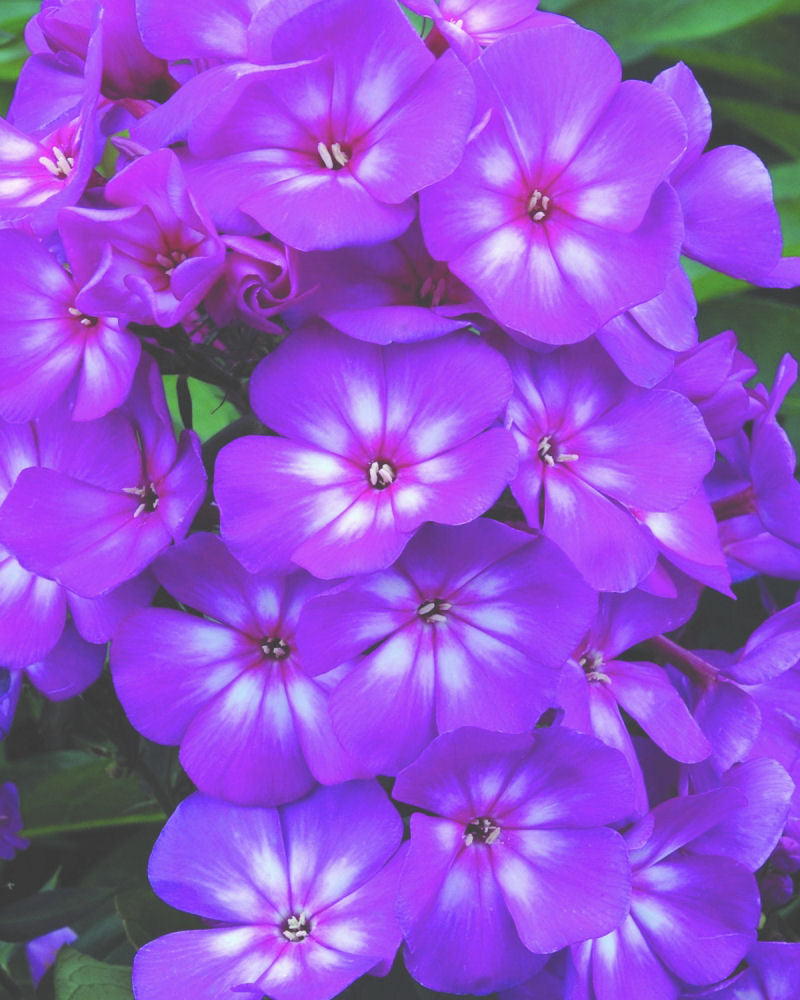 Phlox_paniculata_Grape Lollipop.jpg