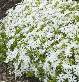 Phlox sub Snowflake.jpg
