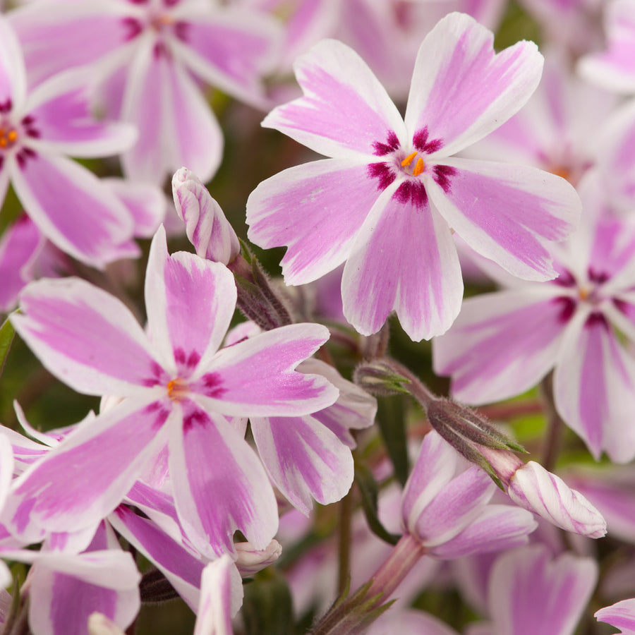 Phlox_subulata_Candy_Stripe.jpg