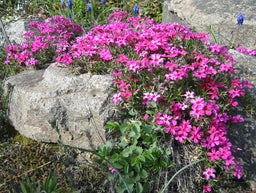 Phlox_subulata_ScarletFlame.jpg