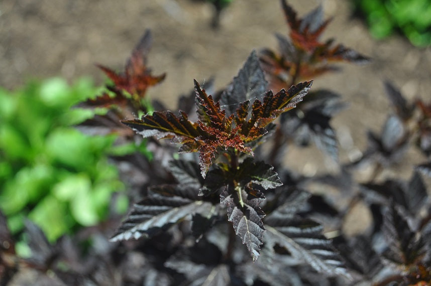 Physocarpus%20Burgundy%20Candy[1].jpg