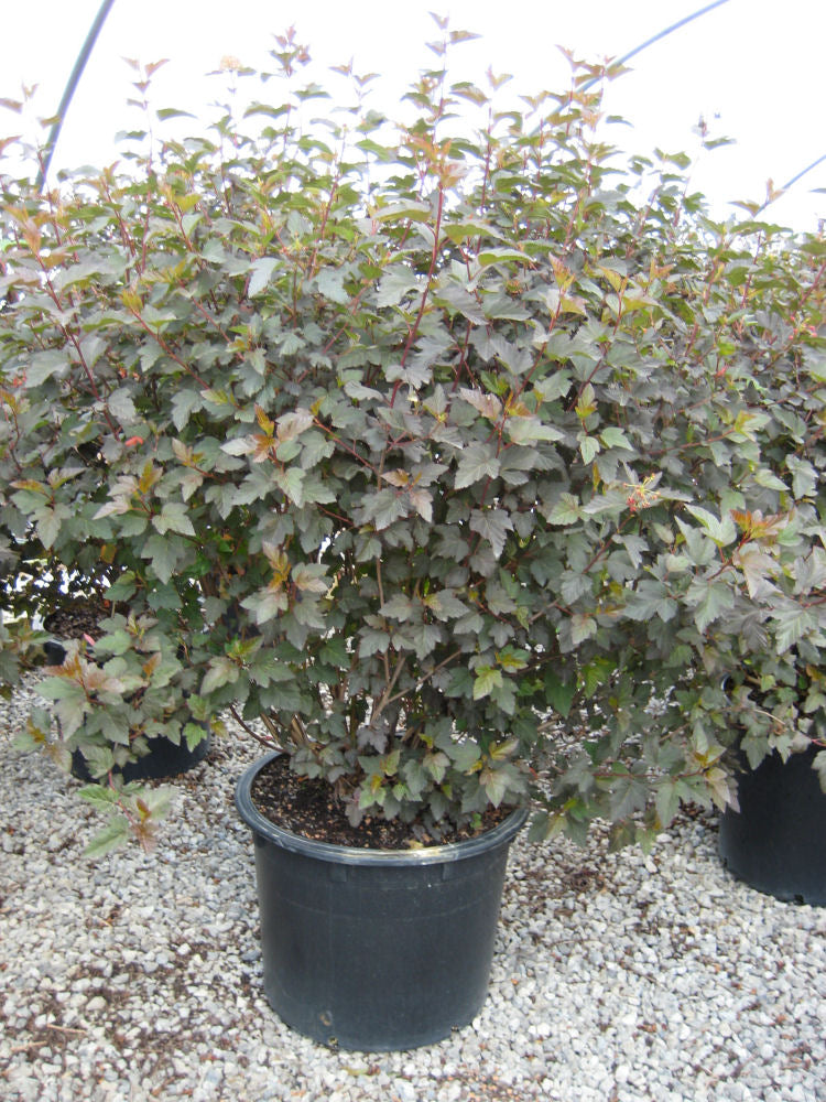 Physocarpus Diablo.jpg