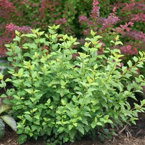 Physocarpus_Tiny_Wine_Gold[1].jpg