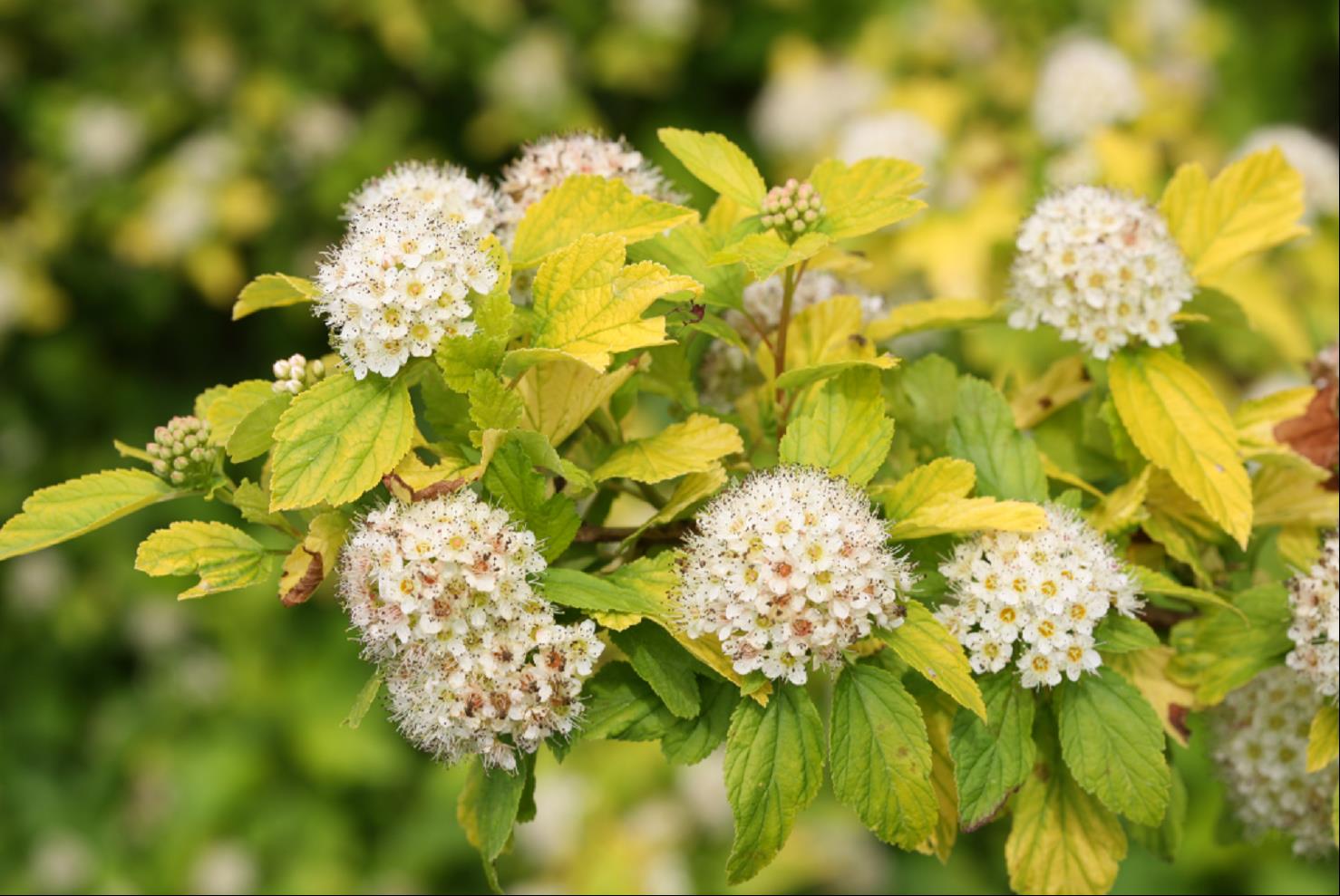 Physocarpus opulifolius Bert Darts G.jpg
