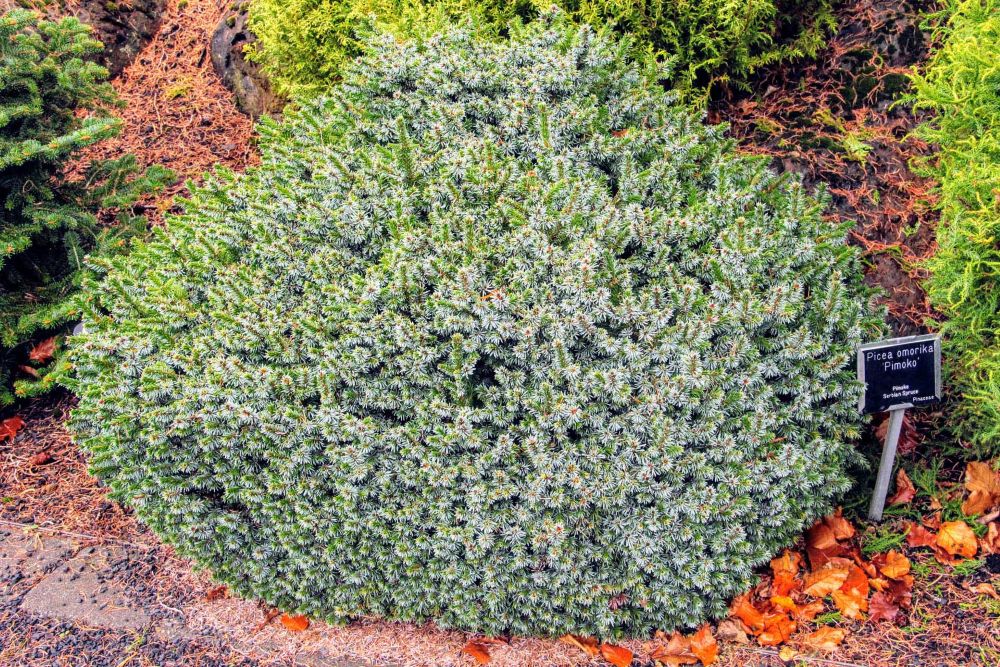 Picea-omorika-Pimoko-2-ccck.jpg